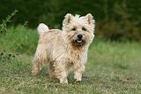 CAIRN TERRIER 532
